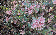 Arctostaphylos pringlei drupacea