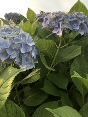 Hydrangea macrophylla