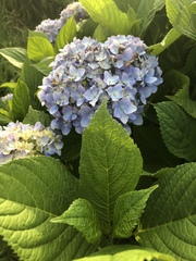 Hydrangea macrophylla