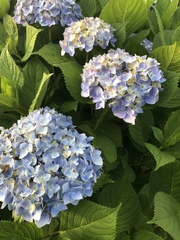 Hydrangea macrophylla