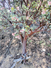 Arctostaphylos pringlei drupacea