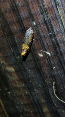 Arcesis threnodes