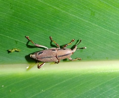 Sphenocorynes kosempoensis