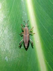 Sphenocorynes kosempoensis