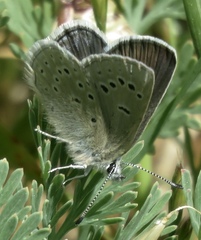 Icaricia icarioides missionensis