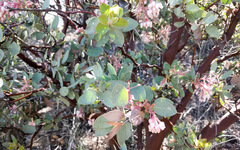 Arctostaphylos pringlei drupacea