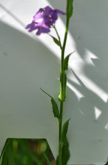 Hesperis matronalis