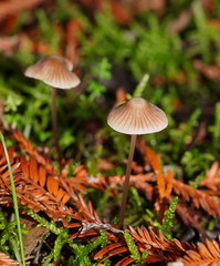 Mycena albidofusca