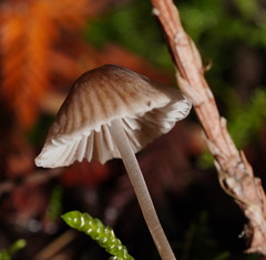 Mycena albidofusca
