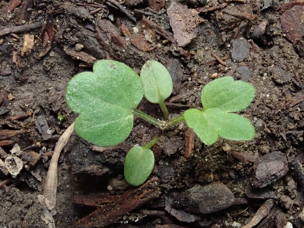 Creeping buttercup in May 2020 by Paul Abell. The fourth year ...