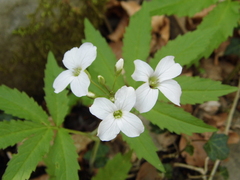 Cardamine heptaphylla