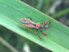Scipinia arenacea