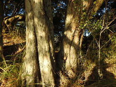 Aphananthe philippinensis