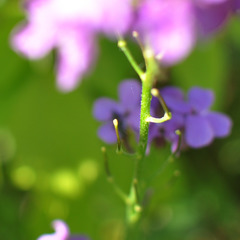 Hesperis matronalis