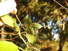 Aphananthe philippinensis
