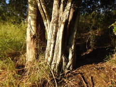 Aphananthe philippinensis