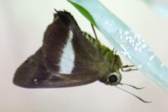 Hasora leucospila