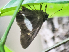 Hasora leucospila
