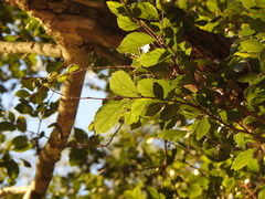 Aphananthe philippinensis