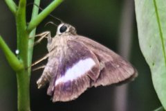Hasora leucospila
