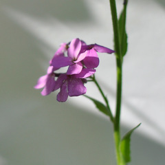 Hesperis matronalis