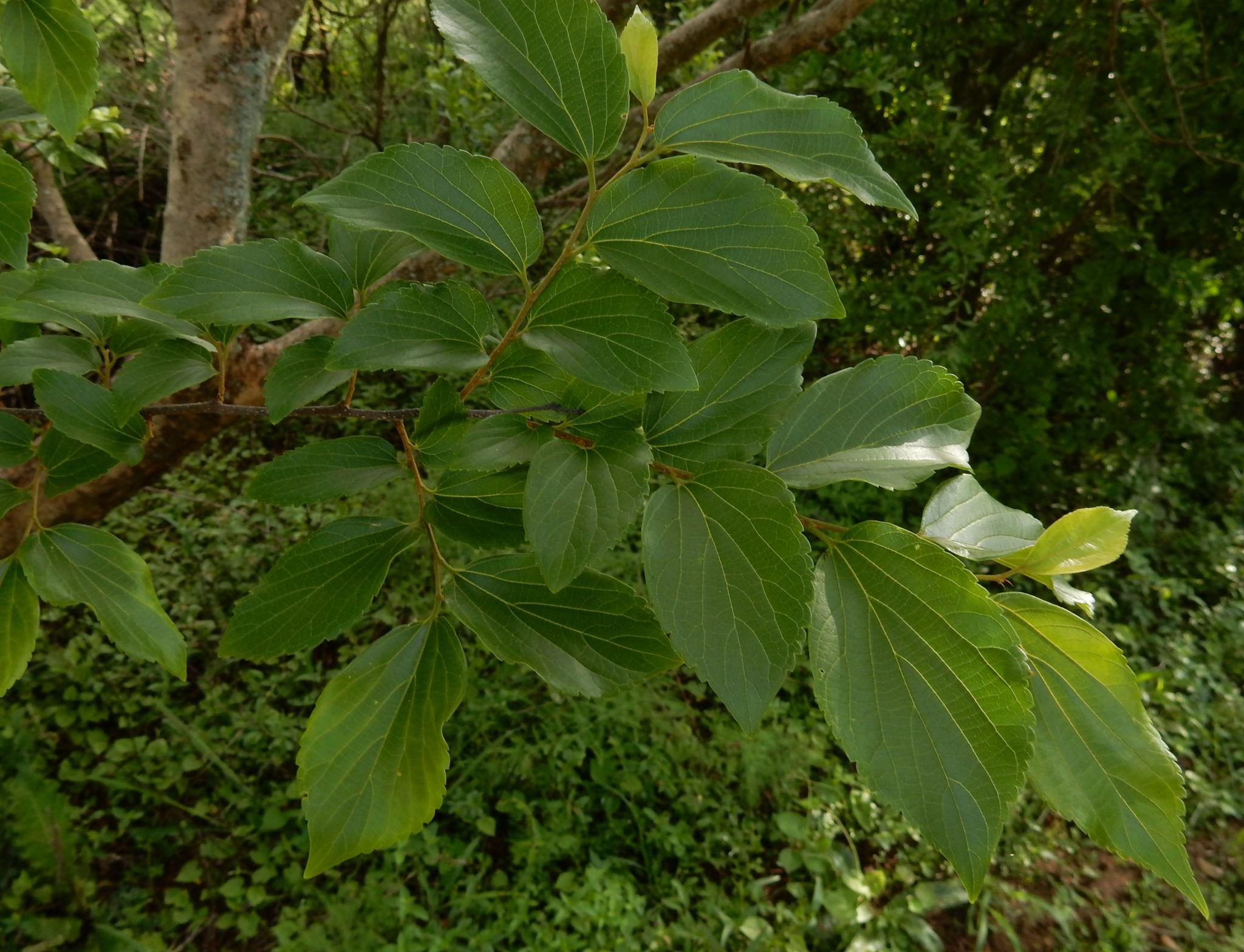 Celtis sinensis — photo 3