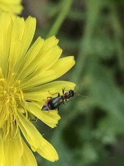 Cyrtosus cyanipennis