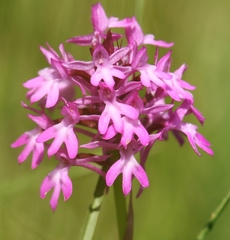 Anacamptis