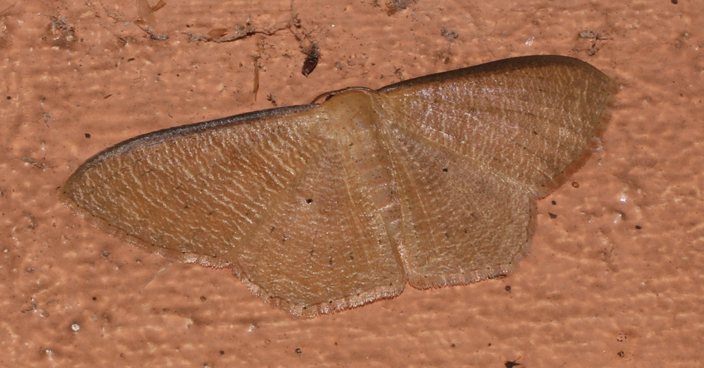 Zythos obliterata