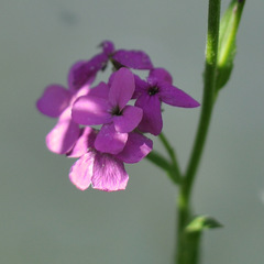 Hesperis matronalis
