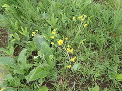 Senecio bupleuroides