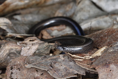 Scelotes mossambicus