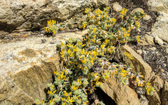 Acmispon argophyllus