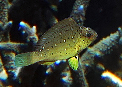Humphead Parrotfish