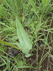 Senecio bupleuroides