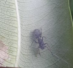 Myrmarachne