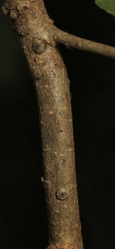 Image of Homalium dentatum by (c) Wynand Uys, some rights reserved (CC BY)
