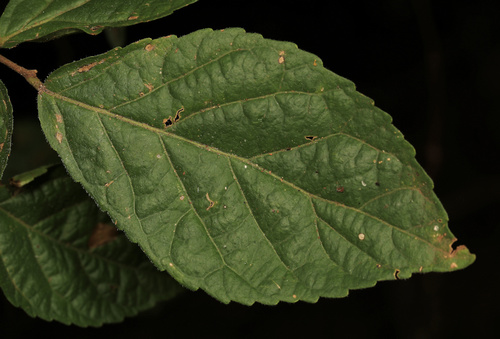 Image of Homalium dentatum by (c) Wynand Uys, some rights reserved (CC BY)