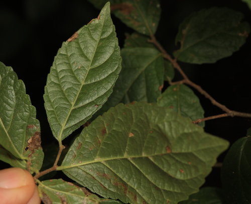 Image of Homalium dentatum by (c) Wynand Uys, some rights reserved (CC BY)
