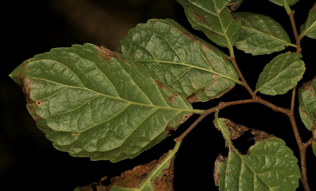 Brown Ironwood