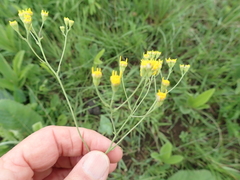 Senecio bupleuroides