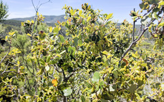 Quercus × acutidens