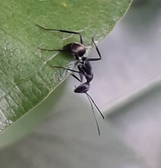 Myrmarachne