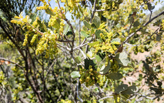 Quercus × acutidens
