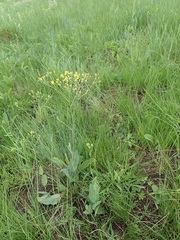 Senecio bupleuroides