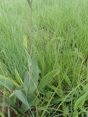 Senecio bupleuroides