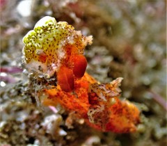 Plocamopherus
