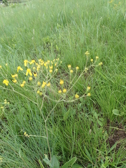 Senecio bupleuroides
