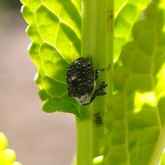 Cionus scrophulariae