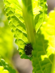 Cionus scrophulariae